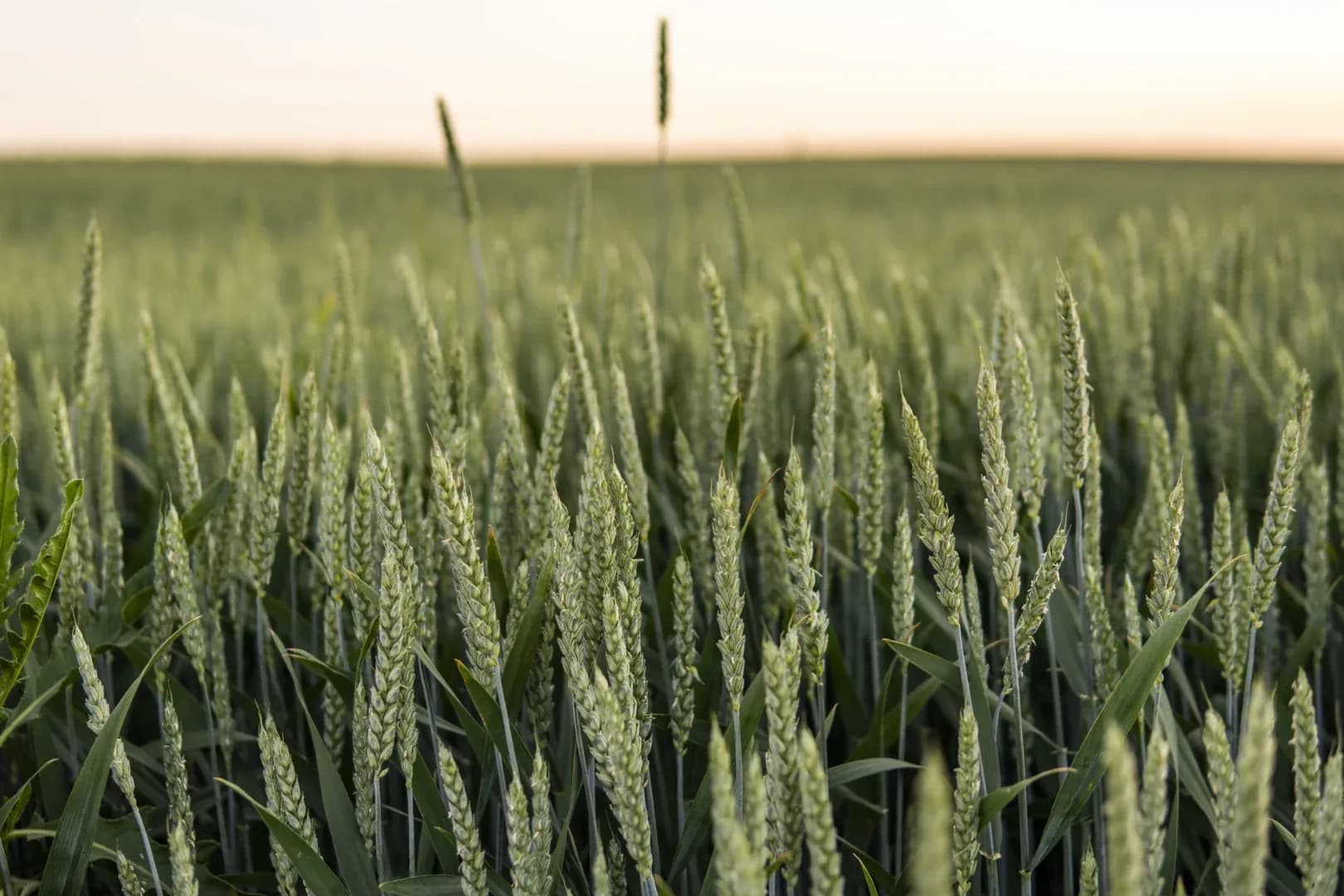 Пшеничне поле на фоні неба